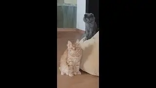 Maine Coon and Magic Box