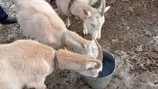 Козлят перевели Чистим в козовнике