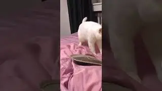 BEAT BOX cat #rec #coversong #top #musiccover #music #beatbox #beats #funnycats #funnyanimals