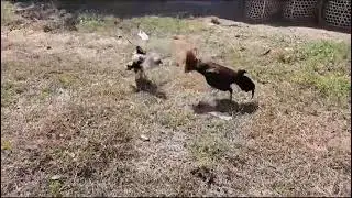 PUKULANNYA KERAS||MUSUHNYA SAMPAI TERPENTAL JAUH‼️#sabungayam #ayam