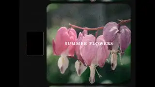 Summer Flowers - Short Test Film (After Effects Super 8 Film Look)