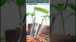 посадка рассады