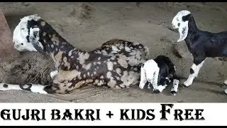 Gujri Kid With Free Offer Going On NR Goat Farm|Gujri Maa Ke Saath Bacha FREE