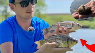FISHING 2022 - Fish crucian carp game has begun catching crucian carp