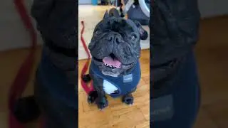 Piper The Frenchie Is A Good Boy 😀❤️