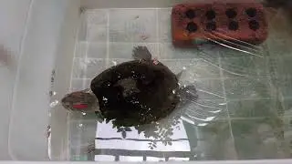 အိမ်မွေးလိပ်ပါးနီအား အစာကျွေးခြင်း🙂😉 Feeding my red eared slider ( Trachemys scripta elegans )