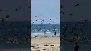 These Pelicans Want ALL the Fish!