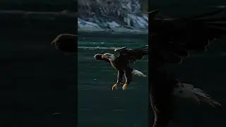 Bald eagles glides in and snatches fish from the surface of the water.