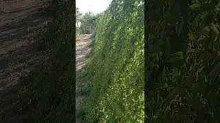 Карака Блэк на 08.09.2023г.