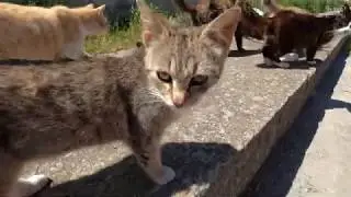 Digul cu pisici din Mangalia