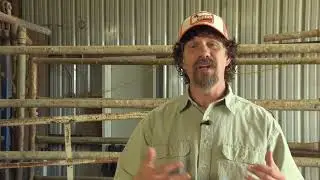 Cattle Fever Tick