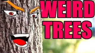 Bizarre Trees That Will Give You Wood