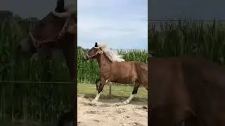 Seltene Rasse😱plötzlich neues Pferd 🐴 #jezabelle