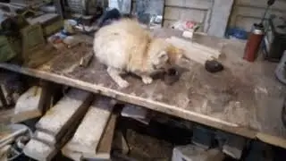 Появился у меня кот не запланировано