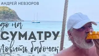 Go на о. Суматра бабочек ловить
