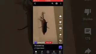 Eyelash bug #slayyy #funny #bug #meme #scared #fire