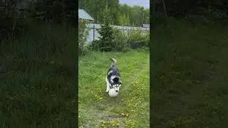 Хаски 