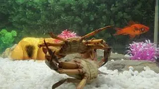 😱 The Classic Crab Battle Under the Ocean 24/7