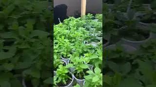 #петуния #вегетативнаяпетуния