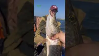 А вот и щука 🎣