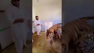 सेर को नहलाते हुए एक बब्बर सेर, लेकिन दरवाजा बंद कर के नहलाया बंदे ने