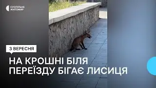 Найбільша небезпека від лисиць: які заходи запроваджують для боротьби зі сказом на Житомирщині