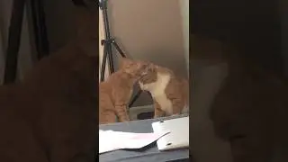 Любовь, нежность, красота 😻 #котовлог #catshorts #animals #котики #catlover #funnycats #kitten #cat