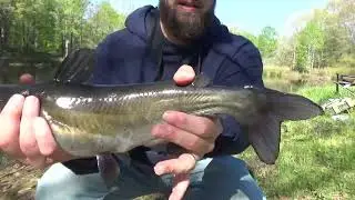Fishing A Hidden Pond In A Cow Pasture #catfishing #pondfishing