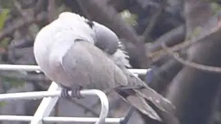 Comment s'appel ce pigeon svp ?  What name is this bird plz ?