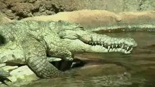 Zoo Miami