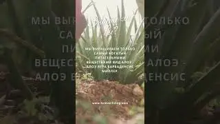 1 июня 2024 г.