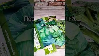 А вы посеяли капусту?  