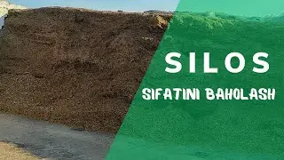 SILOS - sifatini baholaymiz!