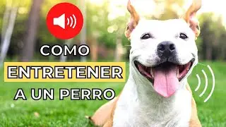 Como Entretener a un Perro en Casa 🐕  Sonidos para Perros