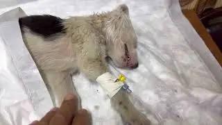 Сбитый щенок плачет от боли/Его переехали и оставили умирать на дороге