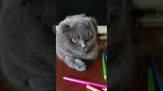 Мужні люди 🥰 #kiss #catsofyoutube #scottishfold #смішнівідео
