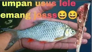 Mancing Bader-_Sirip Merah^Gak Peduli Sama Hujan Tetep_mancing😁