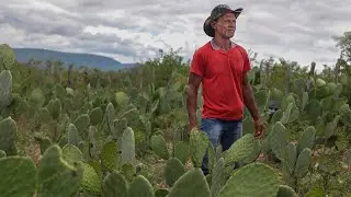 Palmas para o Gilberto | Iramaia - BA