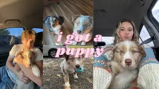 I got a new puppy