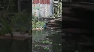 DETIK DETIK IKAN BESAR BIKIN KAPAL TENGGELAM #mancing #ikan #mancingmania