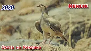 Кабкро ба навор гирифтем н.Дарвоз. 2020. Горная Куропатка Кеклик Keklik in Tajikistan 2020
