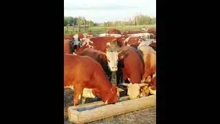 Бычки на продажу