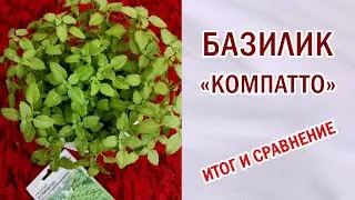 Базилик компактный. Выбор сорта. Итоги выращивания на балконе. 