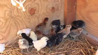 Super Cute Baby Chicks!