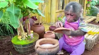 Intelligent  BiBi takes care of baby monkey Obi