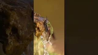 El baño del colibrí #shorts