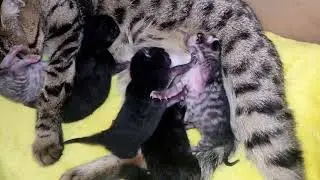 Newborn Kittens Fighting For the Milk. Incredible and funny!