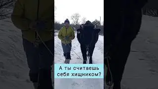 А ты считаешь себя хищником?  Нрихари дас