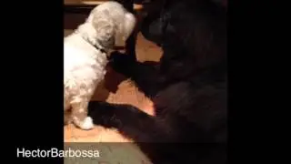 Puppy Love