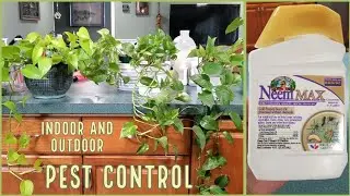 My Favorite Way To Control Pests And Diseases That Will Keep Your Plants Healthy 🪴